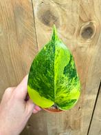 Monstera deliciosa variegata plant lemon lime starlight, Ophalen of Verzenden, Halfschaduw, Minder dan 100 cm