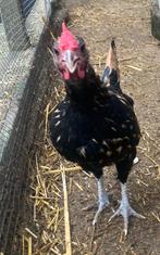 Haan te koop, Dieren en Toebehoren, Mannelijk, Kip