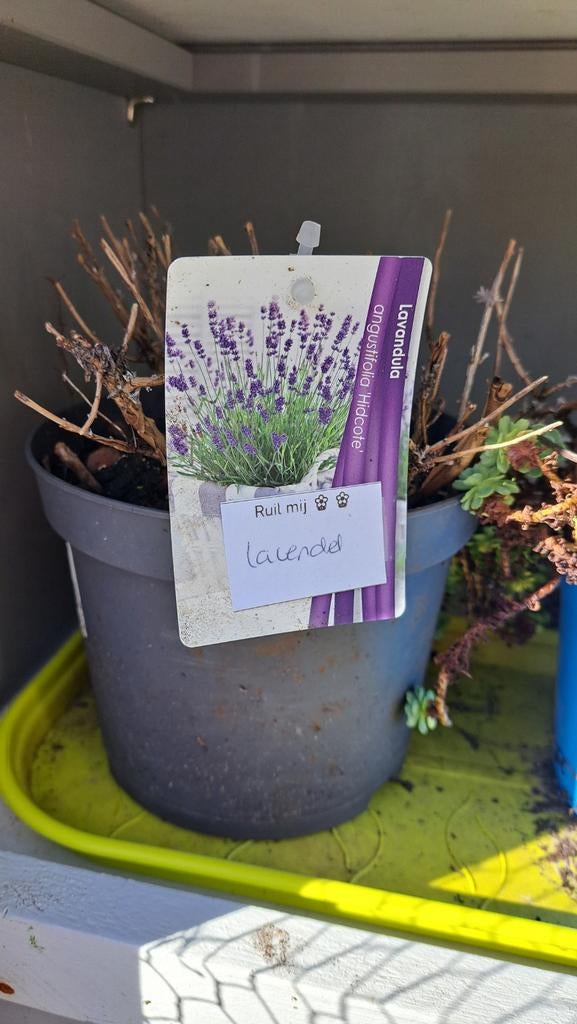 Lavendel, Volle zon, Vaste plant, Zomer, Ophalen