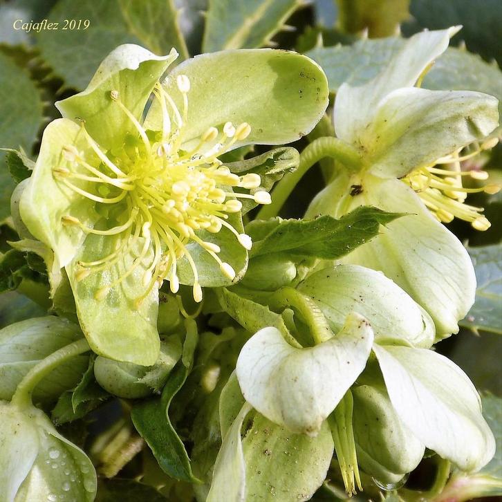 Stekken van Helleborus argutifolius te koop, Tuin en Terras, Planten | Tuinplanten, Vaste plant, Overige soorten, Halfschaduw