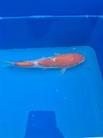 Koi kohaku, Dieren en Toebehoren, Vissen | Vijvervissen, Karper of Koi
