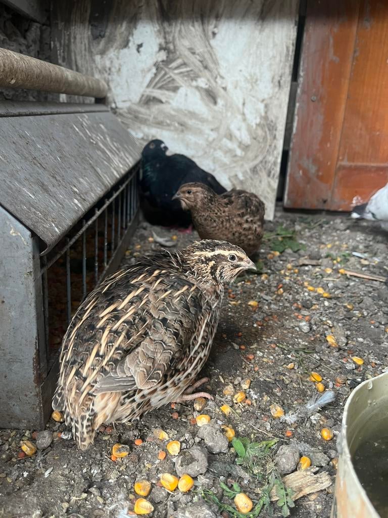 Kwartels, Meerdere dieren