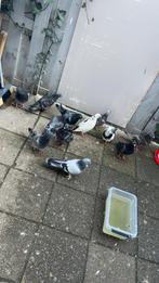 Jonge duiven, Meerdere dieren, Overige soorten