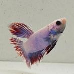 Betta splendens man 57, Dieren en Toebehoren, Vissen | Aquariumvissen, Vis