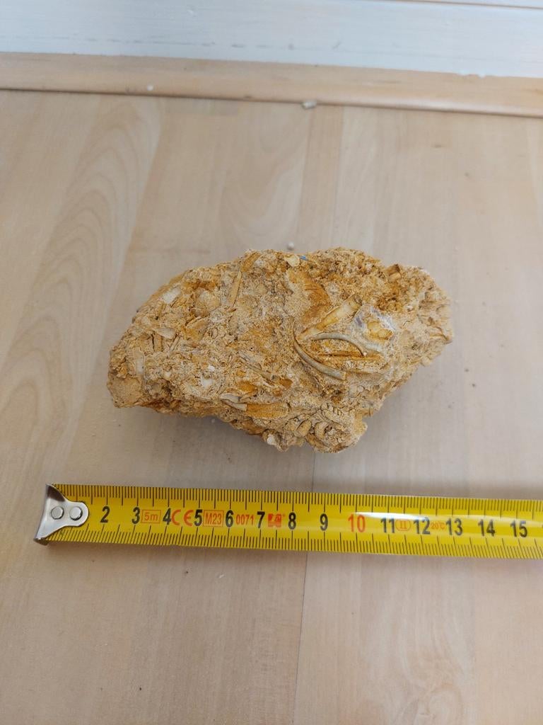 2 Blokken kalksteen met fossielen uit Groeve 't rooth, Ophalen of Verzenden, Fossiel