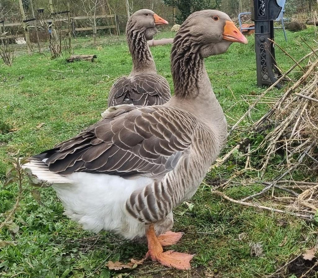 Koppel Toulouse dewlap ganzen, Dieren en Toebehoren, Pluimvee