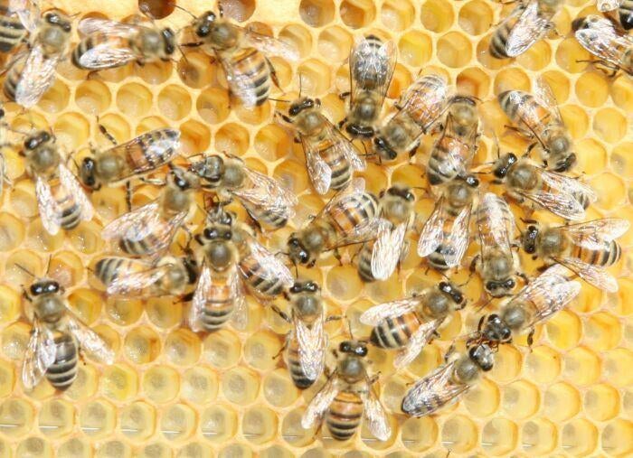 Gezocht: Buckfast bijenvolken (mei levering), Dieren en Toebehoren, Bijen