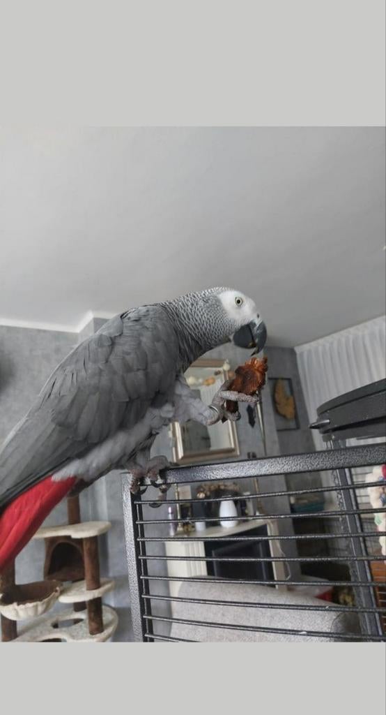Grijze roodstaart papegaai, Dieren en Toebehoren, Mannelijk, Papegaai