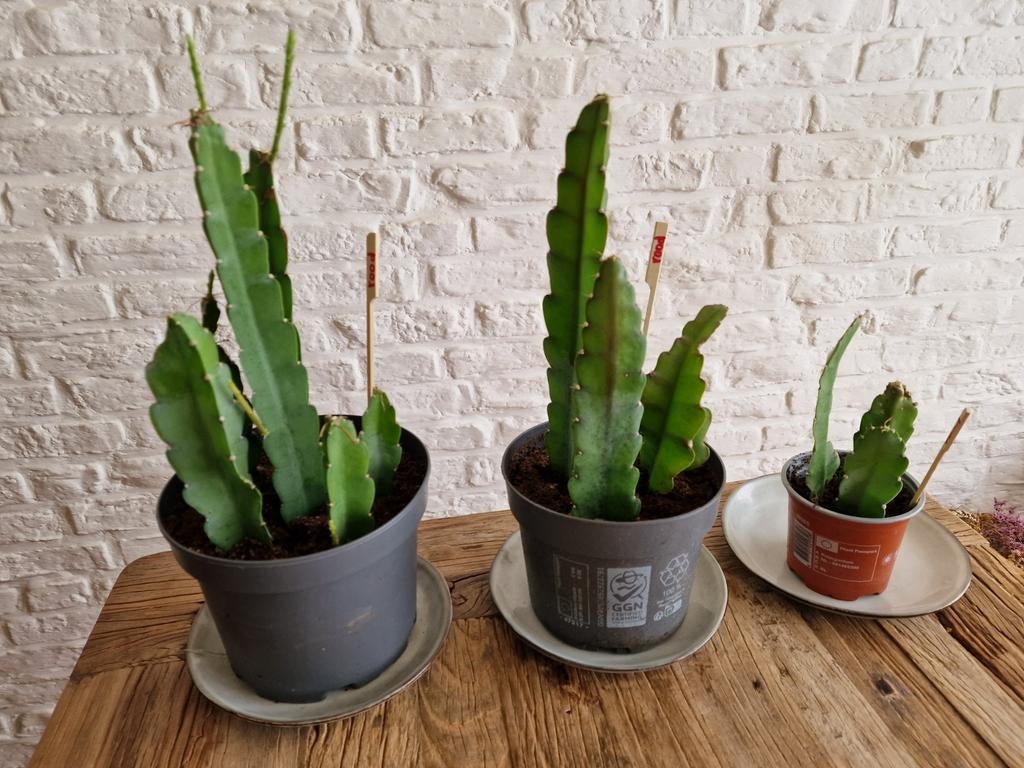 Epiphyllum ackermannii - Orchideeën Cactus, Overige soorten, Vaste plant, Ophalen of Verzenden, Halfschaduw
