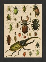 Insecten Tor Vliegend Hert Kever Neushoornkever., Ophalen of Verzenden, 1980 tot heden, Ongelopen, Overige soorten