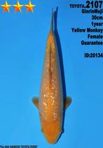 HQ jumbo tosai YELLOW MONKEY Dainichi, Karper of Koi