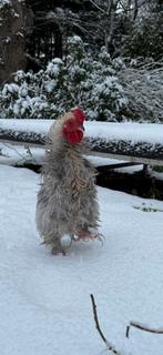 Gratis chochin haantje, Mannelijk, Kip