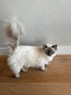 Ragdoll te koop, Poes