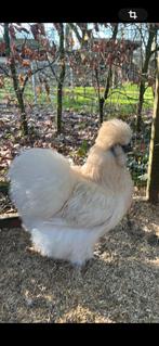 Prachtige TOP USA zIjdehoen broedeieren, Dieren en Toebehoren, Pluimvee, Geslacht onbekend, Kip