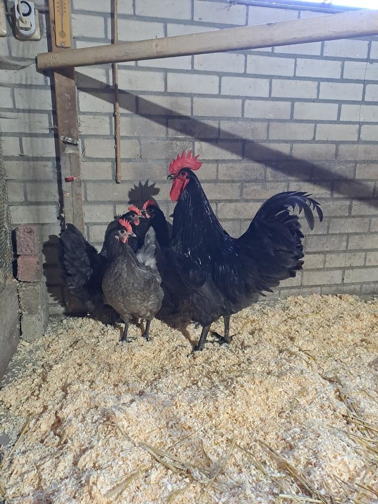 Australorp groot blauw, Dieren en Toebehoren, Geslacht onbekend, Kip