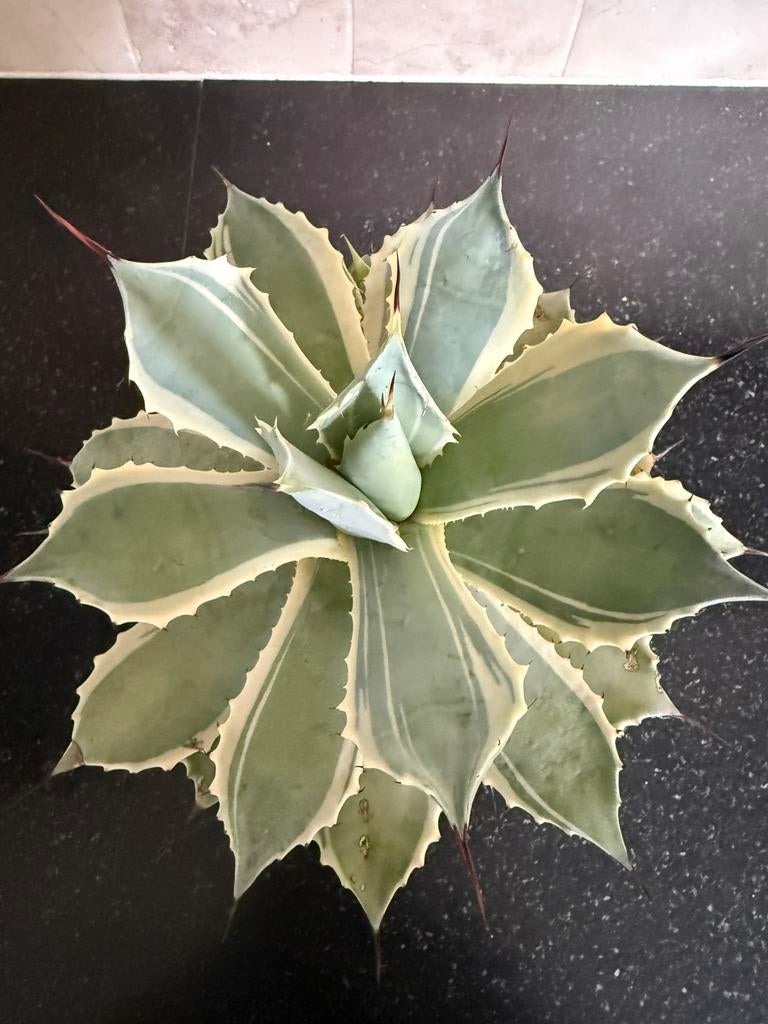 Potatorum blue wind, Tuin en Terras, Ophalen of Verzenden, Overige soorten, Volle zon