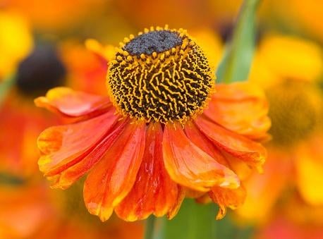 Vaste plant : Helenium Sahin’s early, 3 euro, Volle zon, Vaste plant, Zomer, Ophalen