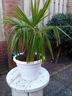 Mooie palmboom in pot, Ophalen