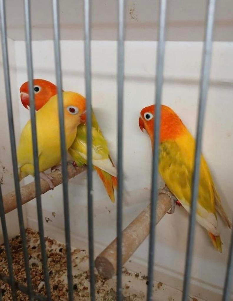 Fischeri, Dieren en Toebehoren, Meerdere dieren, Dwergpapegaai of Agapornis