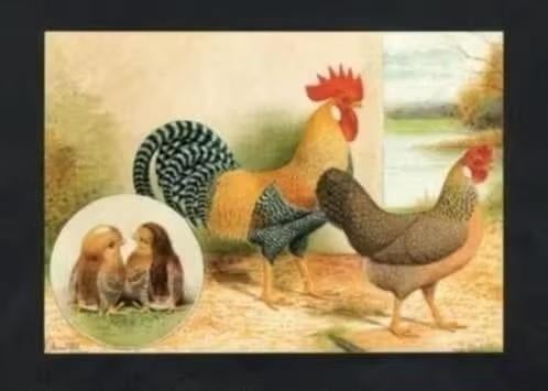 Pluimvee Kippen Leghorn Koekoekpatrijs Boerderij, Van Gink, Ophalen of Verzenden, 1980 tot heden, Ongelopen, Vogel