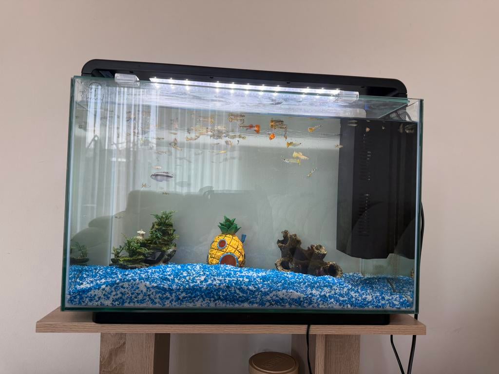 Superfish home 65 inclusief meubel en visjes, Dieren en Toebehoren, Vissen | Aquaria en Toebehoren, Ophalen, Gevuld zoetwateraquarium