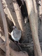 Figurita duifjes, Meerdere dieren