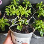 Stevia planten + diverse kruiden en planten, Volle zon, Eenjarig, Ophalen of Verzenden, Kruiden