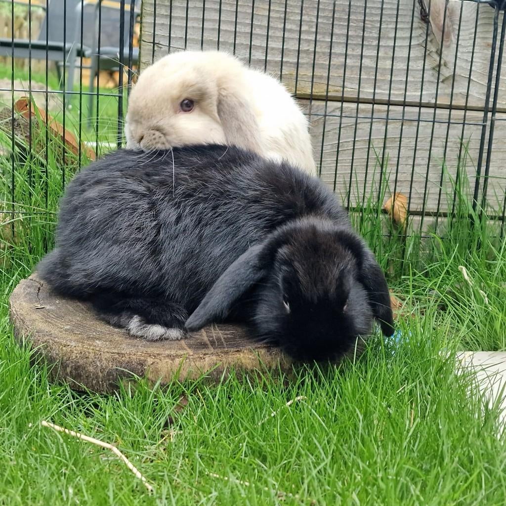 koppeltje hangoorkonijntjes (NHD), Dieren en Toebehoren, Konijnen, Meerdere dieren, Dwerg, Hangoor, 0 tot 2 jaar