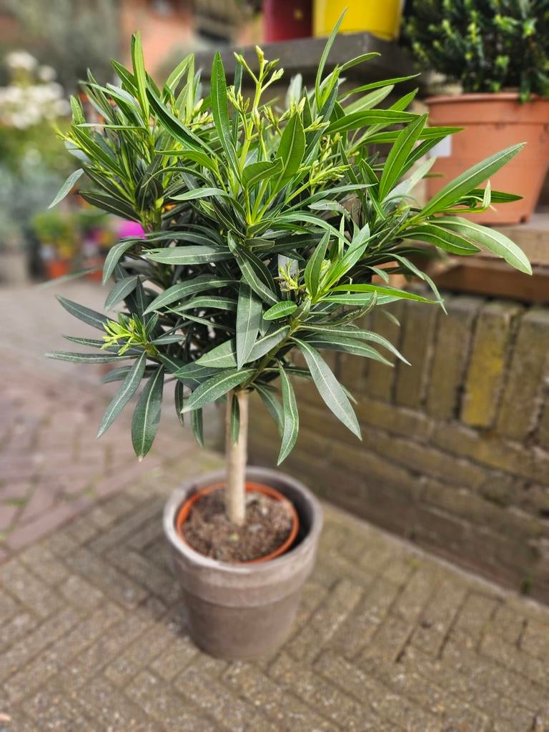 Oleanders 4 maten vanaf 17,95, Ophalen of Verzenden, Overige soorten, Volle zon