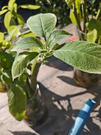 Brugmansia stekken geworteld, Ophalen