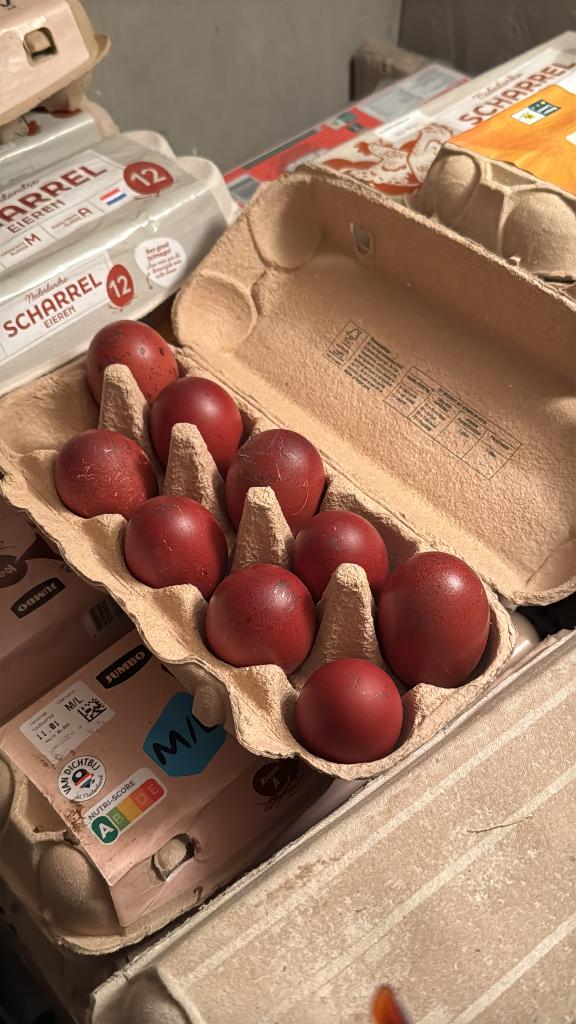 Marans eieren mooi donker €3,-, Dieren en Toebehoren, Pluimvee, Geslacht onbekend, Kip