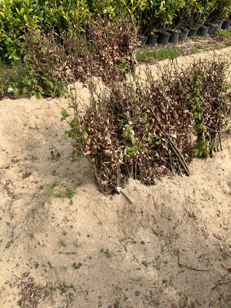 Fagus sylvatica, groene beuk, Tuin en Terras, Ophalen, Beukenhaag, Haag, Minder dan 100 cm
