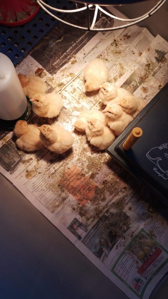 Te koop jonge kuikens grote orpington buff, Dieren en Toebehoren, Pluimvee, Meerdere dieren, Kip