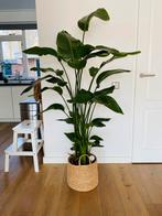 Strelitzia kamerplant/ plant/ binnenplant (160 cm) nieuw!, Ophalen, In pot, Halfschaduw, 150 tot 200 cm