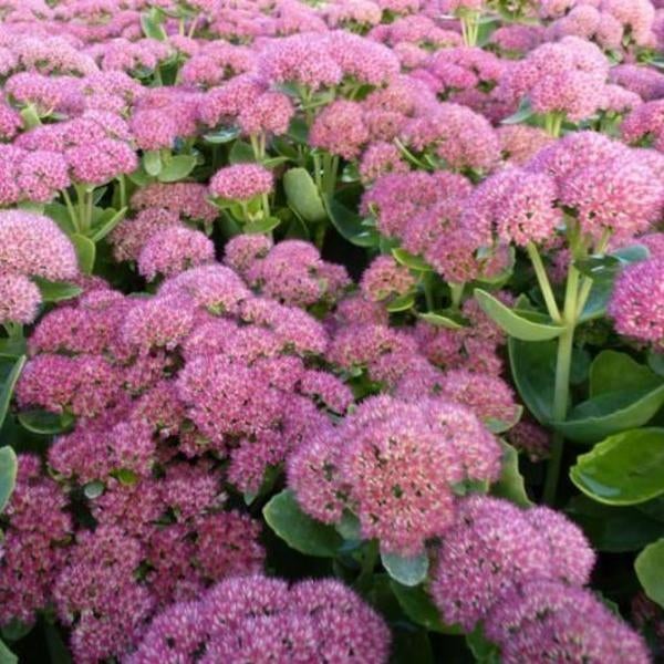 Vaste planten: sedum, herbstfreude, hemelsleutel, p9, Ophalen, Bodembedekkers, Vaste plant, Halfschaduw
