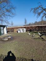 6 loopeenden, Dieren en Toebehoren, Meerdere dieren, Eend