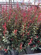 Photinia fraseri robusta compacta 120cm €39,95, Overige soorten, Vaste plant, Ophalen of Verzenden, Halfschaduw