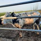 2 st Hele mooie makke Belgische blauwe jongvee VERKOCHT, Dieren en Toebehoren, Runderen, Vrouwelijk, 0 tot 2 jaar