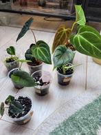 Zeldzame kamerplanten pakket nr1 alocasia's anthuriums, Huis en Inrichting, Kamerplanten, Ophalen of Verzenden, Halfschaduw, Minder dan 100 cm