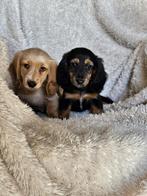 Langharige dwergteckel langhaar dwerg teckel pups, 8 tot 15 weken, Dwerg, Langhaar, Meerdere