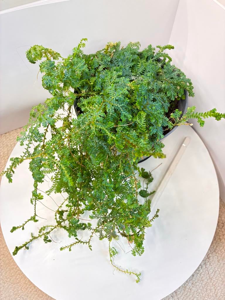 Selaginella varen | Ideaal voor terrarium, Huis en Inrichting, Kamerplanten, Overige soorten, In pot, Minder dan 100 cm, Groene kamerplant