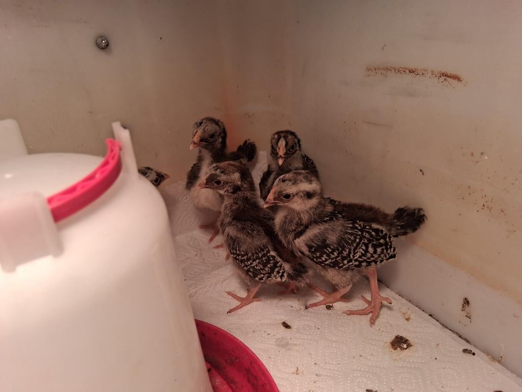 Kuikens Barnevelder dubbel gezoomd zilver, Geslacht onbekend