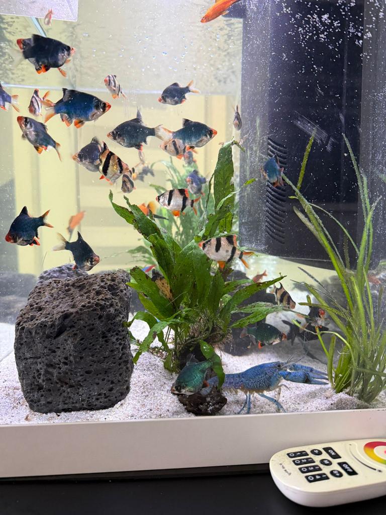 Aquarium te koop inclusief vissen 80b 50h 40d, Vis, Zoetwatervis