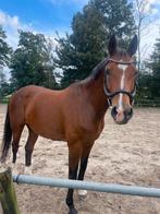 Super mooie recreatie merrie, Dieren en Toebehoren, Paarden, Merrie, Dressuurpaard