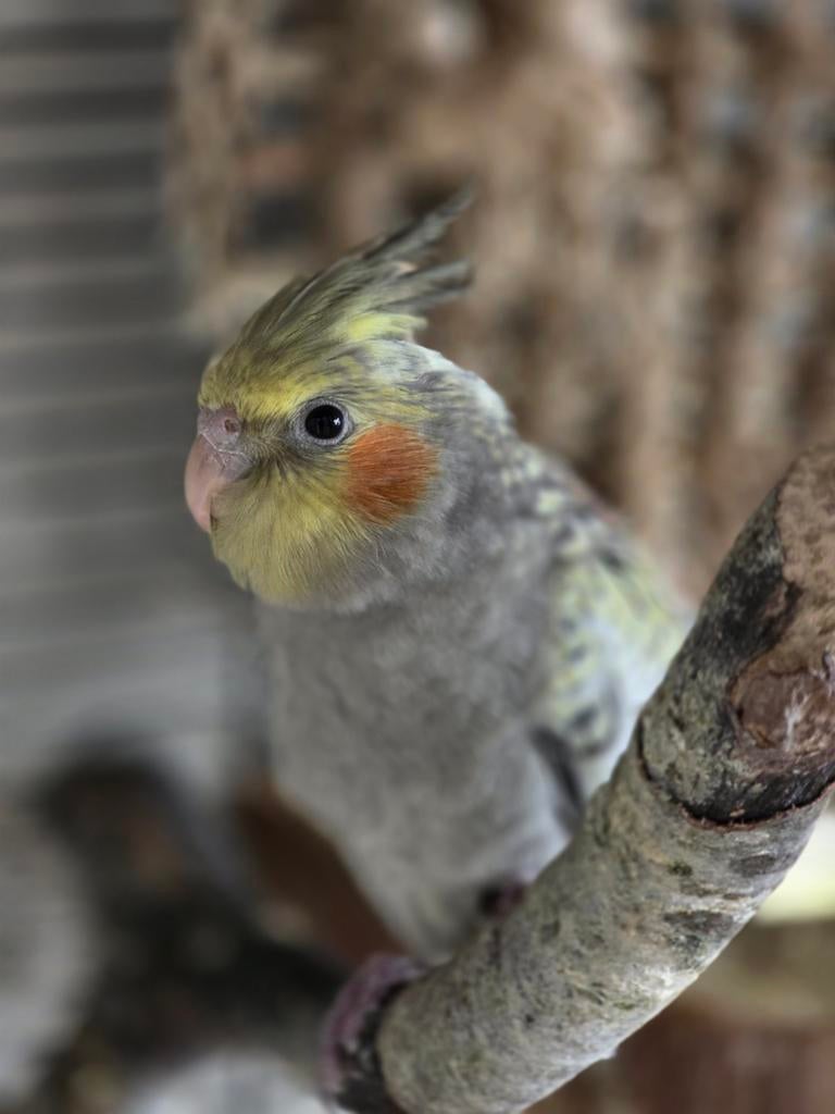 Valkparkiet dame, Dieren en Toebehoren, Vogels | Parkieten en Papegaaien, Vrouwelijk, Parkiet