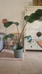 Strelitzia Nicolai (Paradijsvogelplant) 145cm, Ophalen, Halfschaduw
