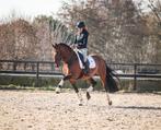 Super ruige en lieve hengst !, Dieren en Toebehoren, Paarden, Dressuurpaard, Hengst, 160 tot 165 cm, 11 jaar of ouder