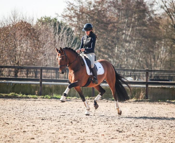 Super ruige en lieve hengst !, Dieren en Toebehoren, Paarden, Hengst, Z, 160 tot 165 cm, 11 jaar of ouder, Dressuurpaard, Met stamboom
