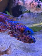 Aulonocara Multicolor ( malawi cichlide ), Vis