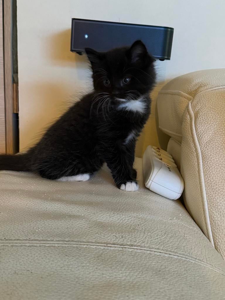 Prachtige ragdol | siamees x europees kittens, Meerdere dieren, Kortharig, 0 tot 2 jaar